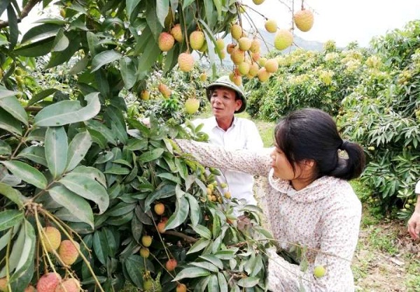 Hải Dương: Mở rộng vùng sản xuất vải theo tiêu chuẩn quốc tế