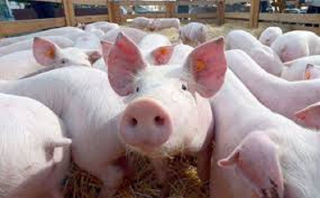 Thanh Hóa: Công tác tái đàn, khôi phục sản xuất chăn nuôi lợn có chiều hướng khả quan