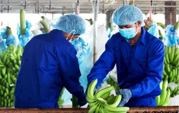 Công ty nông nghiệp của bầu Đức có lãi sau 18 tháng liên tục thua lỗ