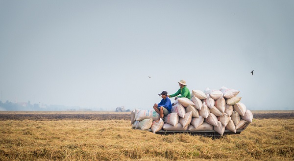 Bộ Công Thương kiến nghị cho phép xuất khẩu gạo bình thường trở lại từ 1/5