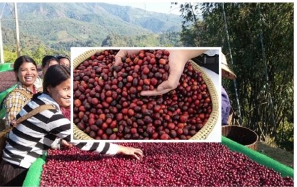 Thị trường nông sản ngày 28/4: Giá tiêu đi ngang, cà phê tăng