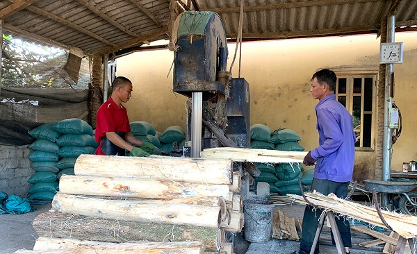 Đoan Hùng (Phú Thọ): Tập trung phát triển lâm nghệp chế biến gỗ