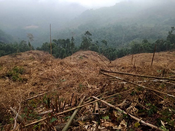 Hàng nghìn m2 rừng tự nhiên phòng hộ tại Mường Khương( Lào Cai) đã bị các đối tượng huỷ hoại.