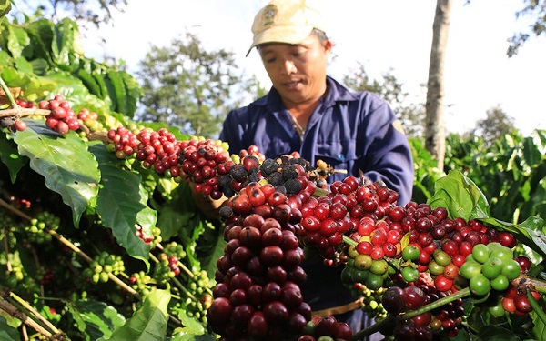 Thị trường giá nông sản 1/5: Giá cà phê tăng mạnh, tiêu đi ngang