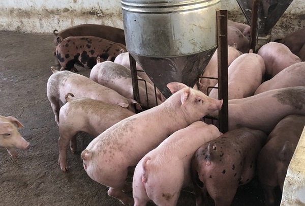 Lợn hơi xuất chuồng 45.000 đồng, bán ra thị trường 90.000 đồng