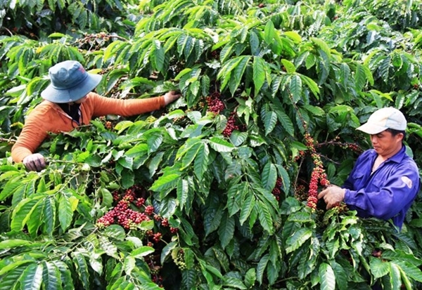 Giá cà phê tăng trở lại nhưng mất mốc 40.000 đồng/kg