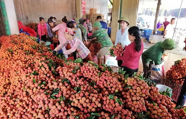 Xuất khẩu vải thiều Việt Nam có thể gặp khó trong bối cảnh Trung Quốc được mùa