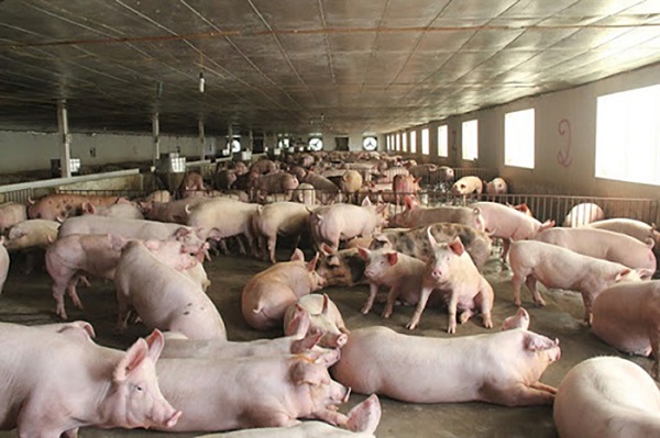 Thiếu hụt nguồn cung, giá thịt lợn vọt tăng lên mức cao chưa từng có