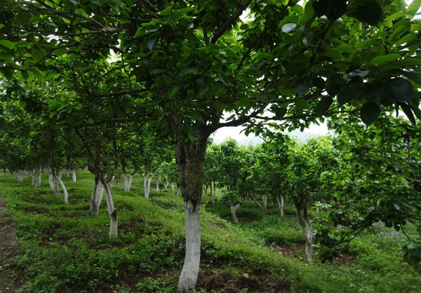 Mô hình trồng cây ôn đới (cây Lê) phát huy hiệu quả tại huyện Bắc Hà.