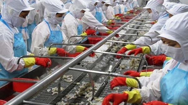 Ngành tôm hướng đến mục tiêu 3,5 tỷ USD trong năm 2020