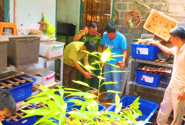 Đắk Lắk: Tạm giữ 127 cá thể rùa chưa rõ nguồn gốc