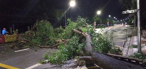 Mưa gi&ocirc;ng k&egrave;m gi&oacute; giật mạnh đ&atilde; khiến nhiều c&acirc;y xanh bị bật gốc