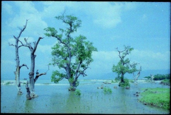 M&ocirc;̣t s&ocirc;́ c&acirc;y B&acirc;̀ng c&ocirc;̉ thụ tại khu rừng ng&acirc;̣p mặn Tu&acirc;̀n L&ecirc;̃ (năm 2002)