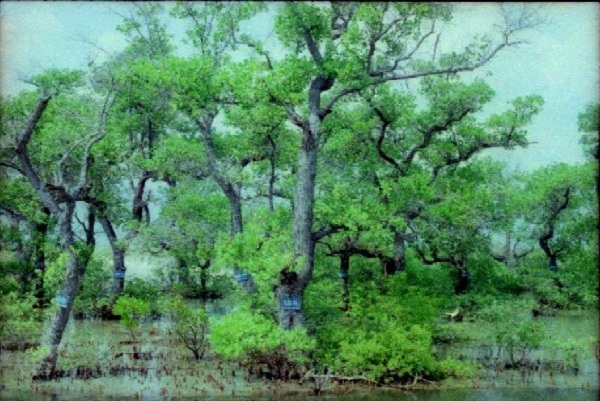 Khu rừng ng&acirc;̣p mặn được bảo t&ocirc;̀n theo phương án được UBND huy&ecirc;̣n Vạn Ninh ph&ecirc; duy&ecirc;̣t năm 2002