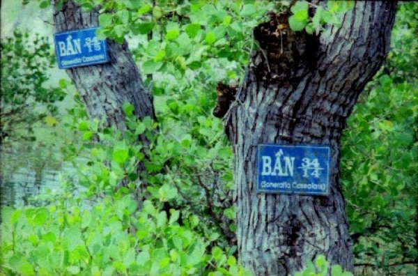 Những c&acirc;y b&acirc;̀n c&ocirc;̉ thụ được 