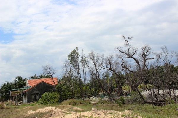 Hi&ecirc;̣n có những ng&ocirc;i nhà x&acirc;y ki&ecirc;n c&ocirc;́ xu&acirc;́t hi&ecirc;̣n trong khu rừng ng&acirc;̣p mặn th&ocirc;n Tu&acirc;̀n L&ecirc;̃ (cũ)