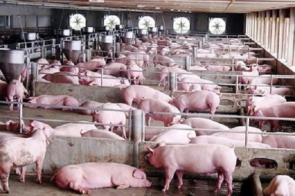 Giá lợn hơi lên sát mốc 100.000 đồng/kg