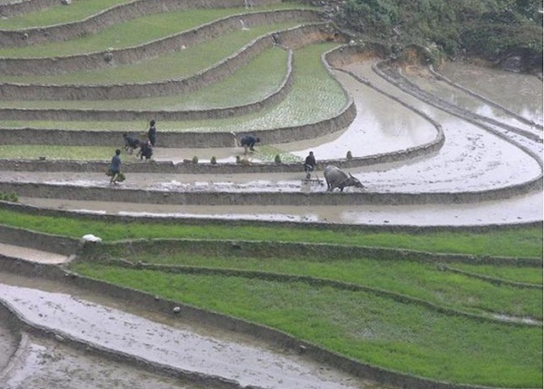 Bát Xát (Lào Cai): Tập trung gieo cấy lúa mùa năm 2020