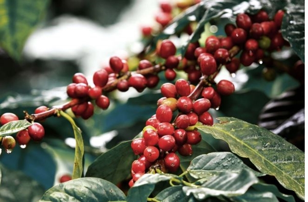 Thị trường giá nông sản 13/5: Giá cà phê, tiêu lao dốc