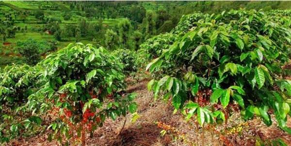 Thị trường giá nông sản 14/5: Giá cà phê giảm, giá tiêu tăng trở lại