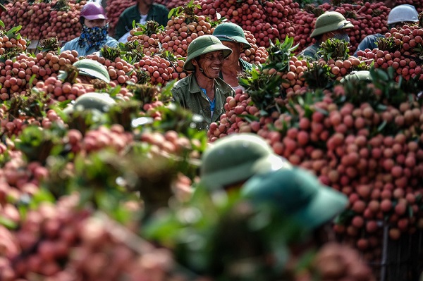 600 tấn vải thiều sẵn sàng xuất sang Nhật