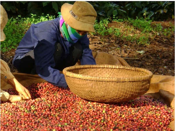 Thị trường giá nông sản ngày 17/5: Phiên cuối tuần, giá tiêu và cà phê đi ngang