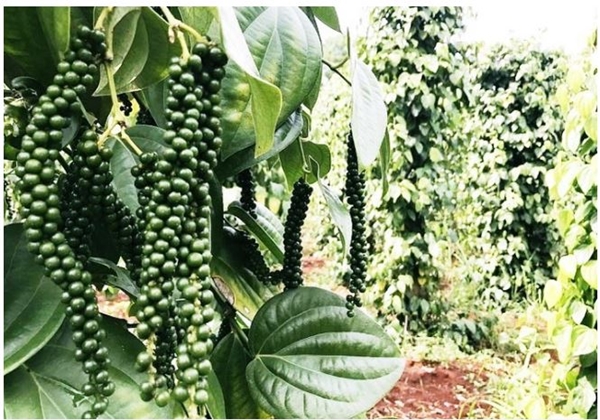 Thị trường giá nông sản 18/5: Dự báo giá tiêu, giá cà phê tiếp tục tăng