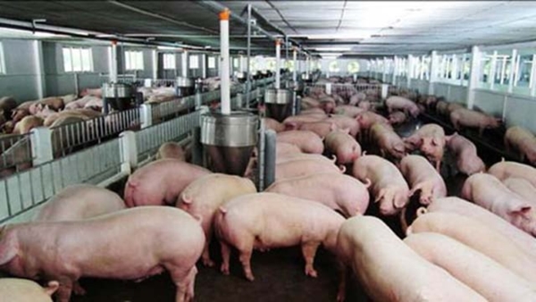 Ngày đầu tuần giá lợn hơi sát 100.000 đồng/kg