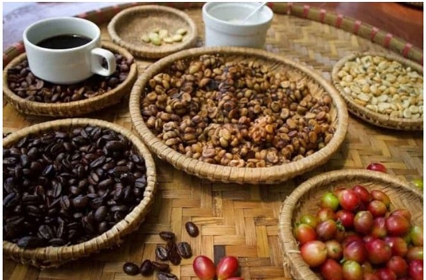 Thị trường giá nông sản ngày 20/5: Giá tiêu tăng trở lại, cà phê đi ngang
