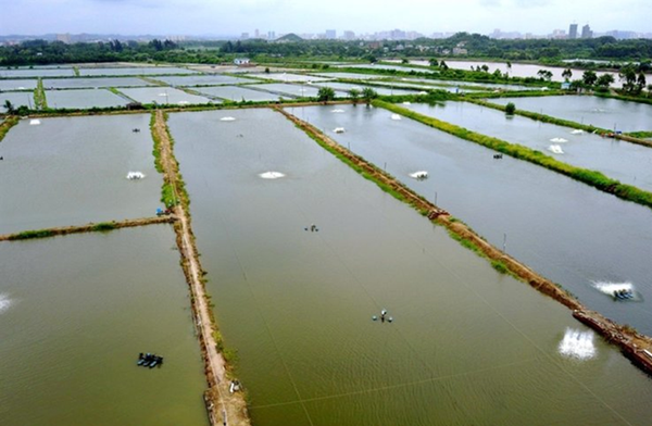 Nuôi tôm tại Quảng Đông (Trung Quốc) (Ảnh: Xinhua)