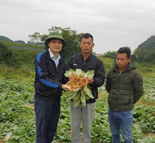 Các vùng trồng cây Địa hoàng tại tỉnh Phú Thọ và Tuyên Quang