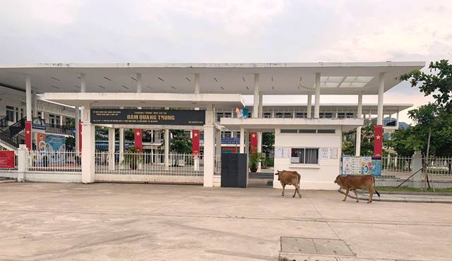 Đà Nẵng: Chuyện thả rông bò tại khu đô thị sinh thái Golden Hills