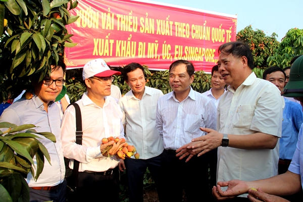 Các đại biểu thăm vùng vải thiều xuất khẩu xã Thanh Sơn, huyện Thanh Hà