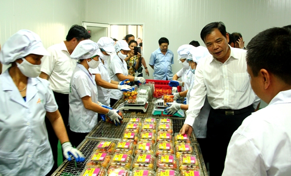 Sơ chế, đóng gói, bảo quản lạnh Vải Thiều xuất khẩu tại xã Thanh Xá, huyện Thanh Hà .