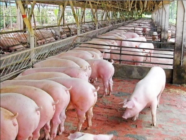 Lợn hơi rời mốc 100.000 đồng/kg