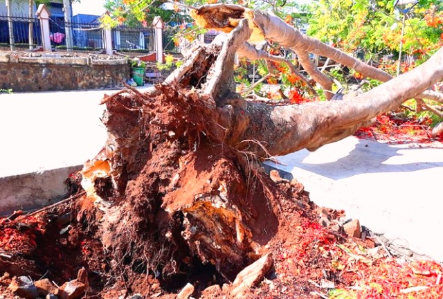 Đắk Lắk: Thêm một cây Phượng cổ thụ bật gốc trong trường học