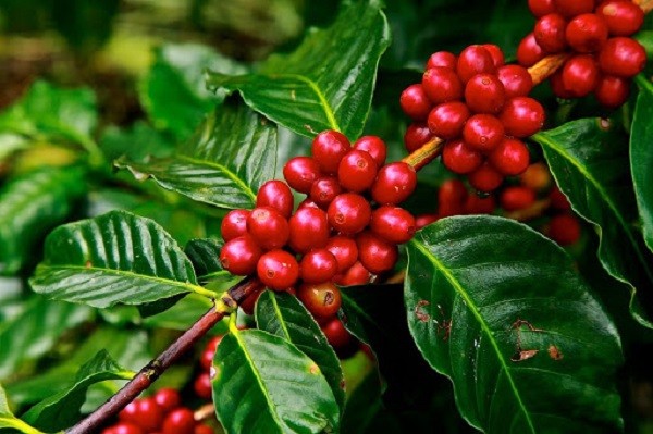 Giá cà phê có thể tiếp tục giảm và rơi xuống dưới mức 31.000 đồng/kg