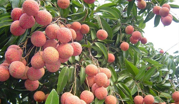 Hơn 300 thương nhân Trung Quốc được cấp phép vào Bắc Giang mua vải thiều