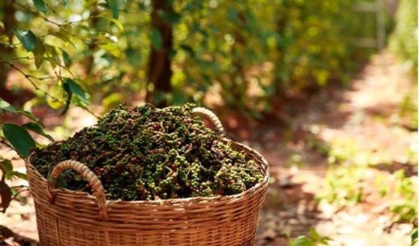 Thị trường giá nông sản ngày 1/6: Dự báo giá tiêu, giá cà phê tăng