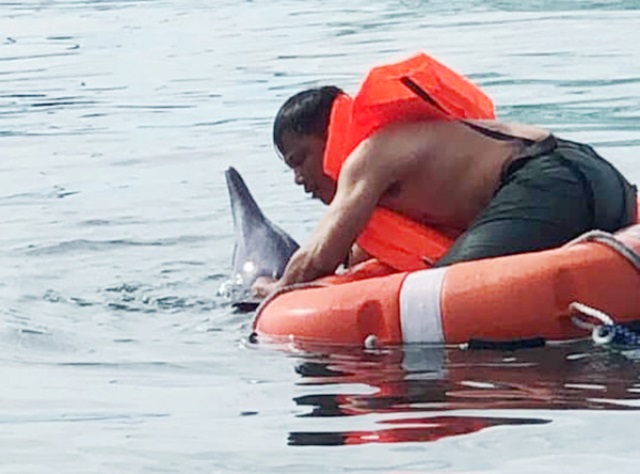 Cứu hộ thành công một chú cá heo dạt vào bờ biển Đà Nẵng