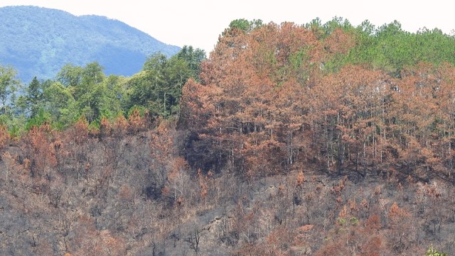 Khu vực rừng thông bị cháy.