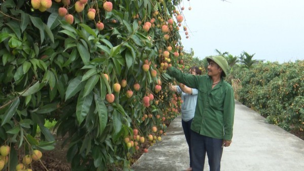 Chuyên gia Nhật Bản và thương nhân Trung Quốc sang mua vải thiều phải cách ly 14 ngày