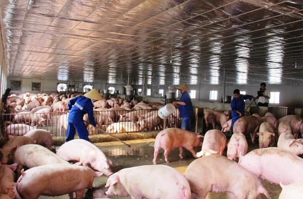 Quy mô đàn lợn giảm 30 – 50%
