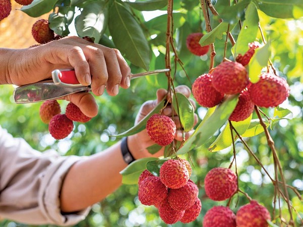Bắc Giang: Đã tiêu thụ được hơn 18,2 nghìn tấn vải sớm
