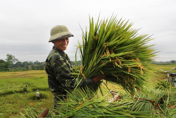 Người d&acirc;n khu 5 x&atilde; Đ&agrave;o X&aacute; huyện Thanh Thủy thu hoạch l&uacute;a vụ chi&ecirc;m xu&acirc;n