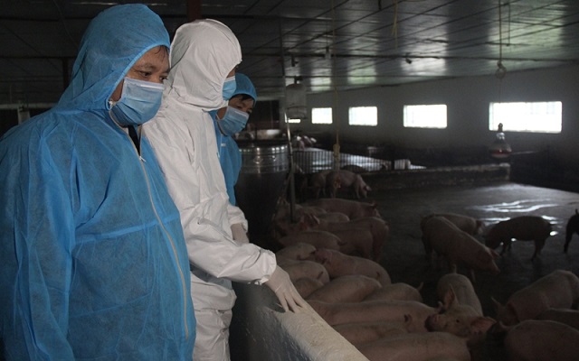 tình hình tái đàn, khôi phục sản xuất chăn nuôi lợn sau dịch tả lợn châu Phi (DTLCP).