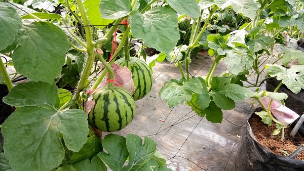 Miễn thuế nhập khẩu mặt hàng giống rau và hạt giống dưa hấu