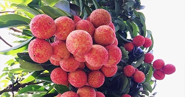 Vải thiều được ‘đặc cách’ khi xuất qua cửa khẩu Lào Cai