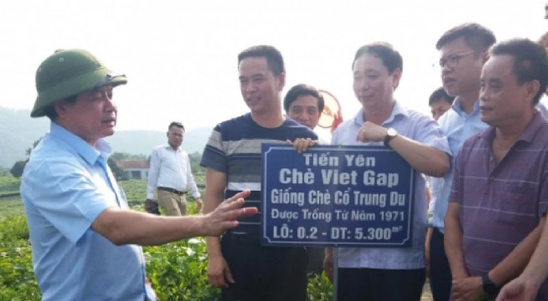 Các đại biểu tham dự hội nghị tham quan thực tế tại vùng chè đặc sản Viet Gap Tiến Yên (Thái Nguyên)