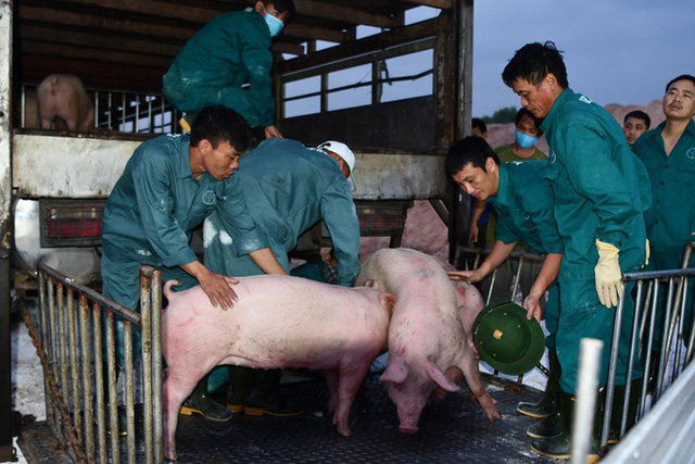 Lợn Thái Lan nhập khẩu sẽ tiếp tục kéo giảm giá lợn trong nước